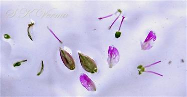  Parts of Flower
